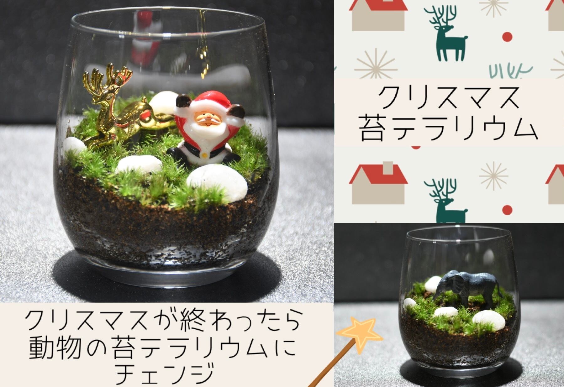 クリスマス 苔テラリウム 100 こけまるほるだ