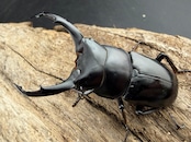 《ネパレンシス ランターン産 53mm ♂♀♀トリオ》