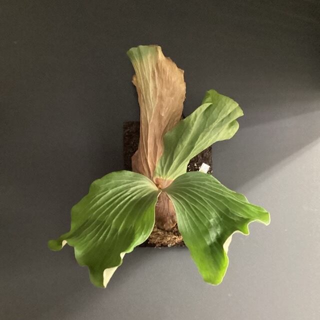 ビカクシダ エレファントティス 大株 板付 観葉植物 コウモリ ビカクシダ エレファントティス 大株 板付 観葉植物 コウモリ