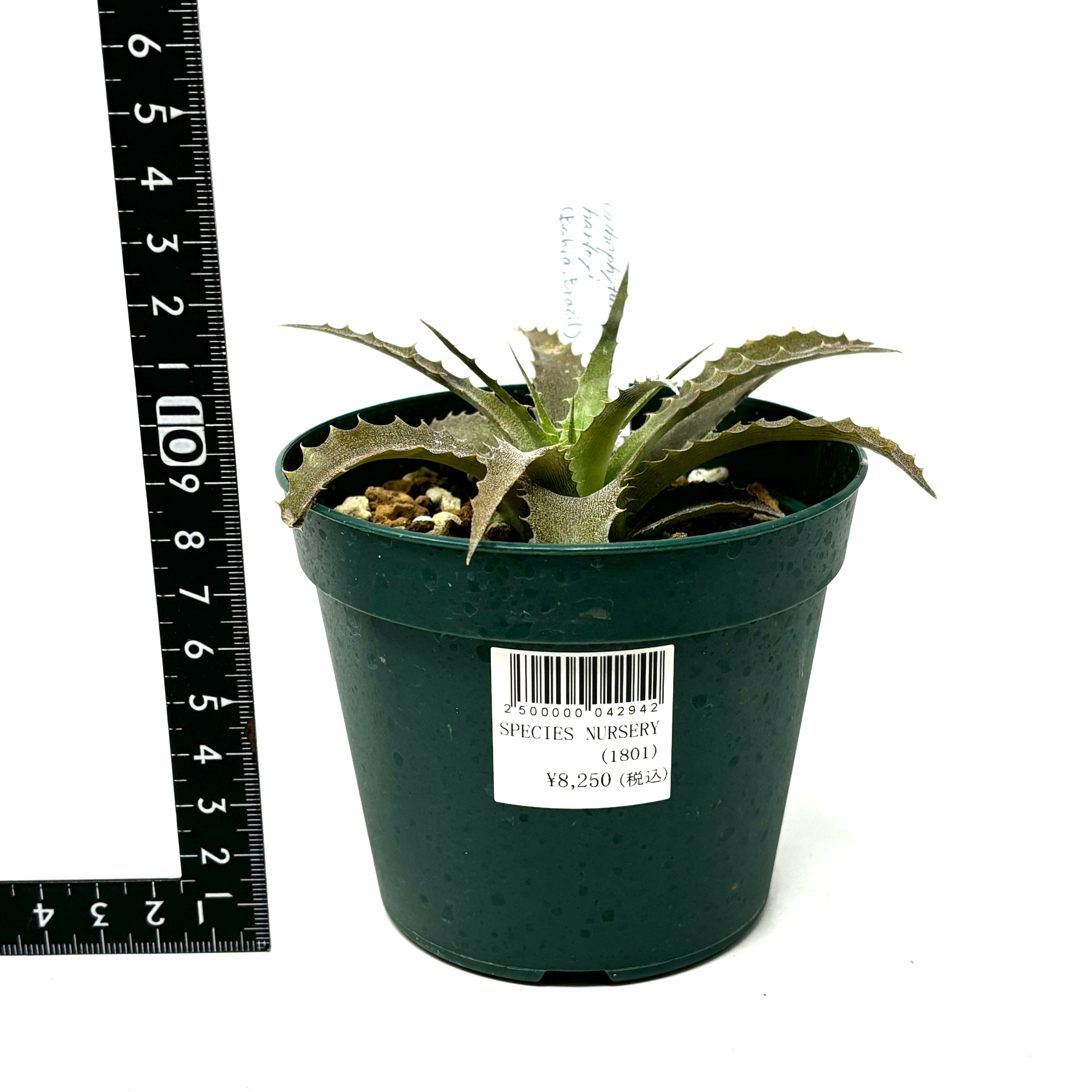 激レア オルトフィタム Orthophytum Baker seedling ⑵ 激レア オルトフィタム Orthophytum Baker seedling ⑵