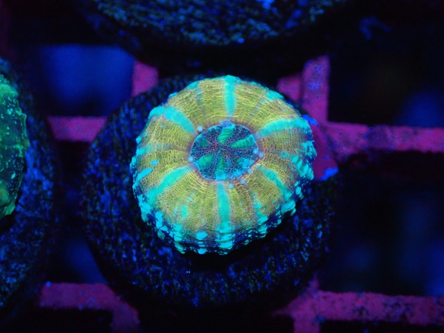 Scolymia Baby "HiendUltra" 5