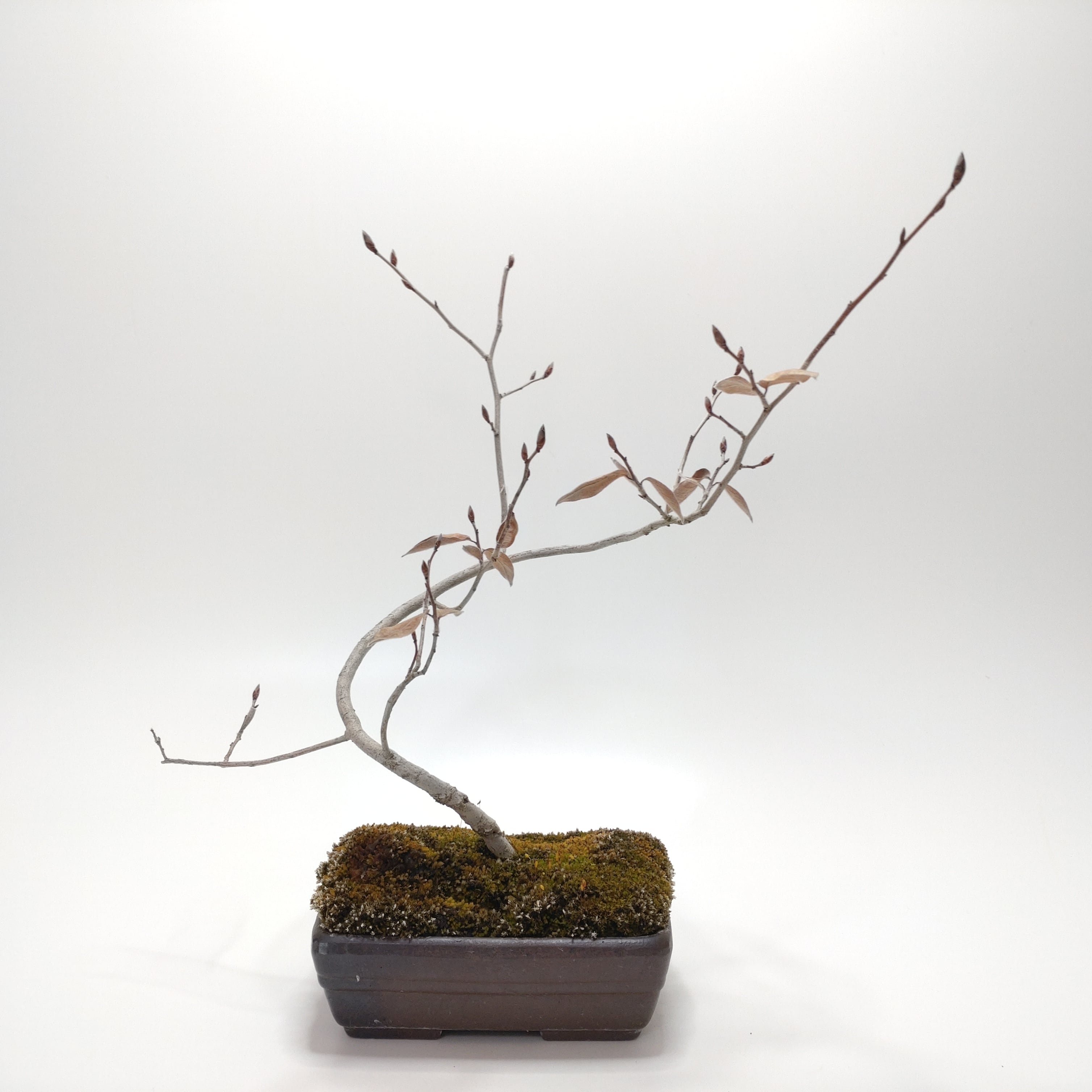 ヤマコウバシ盆栽 SS016 | 盆栽創【Bonsaisou】