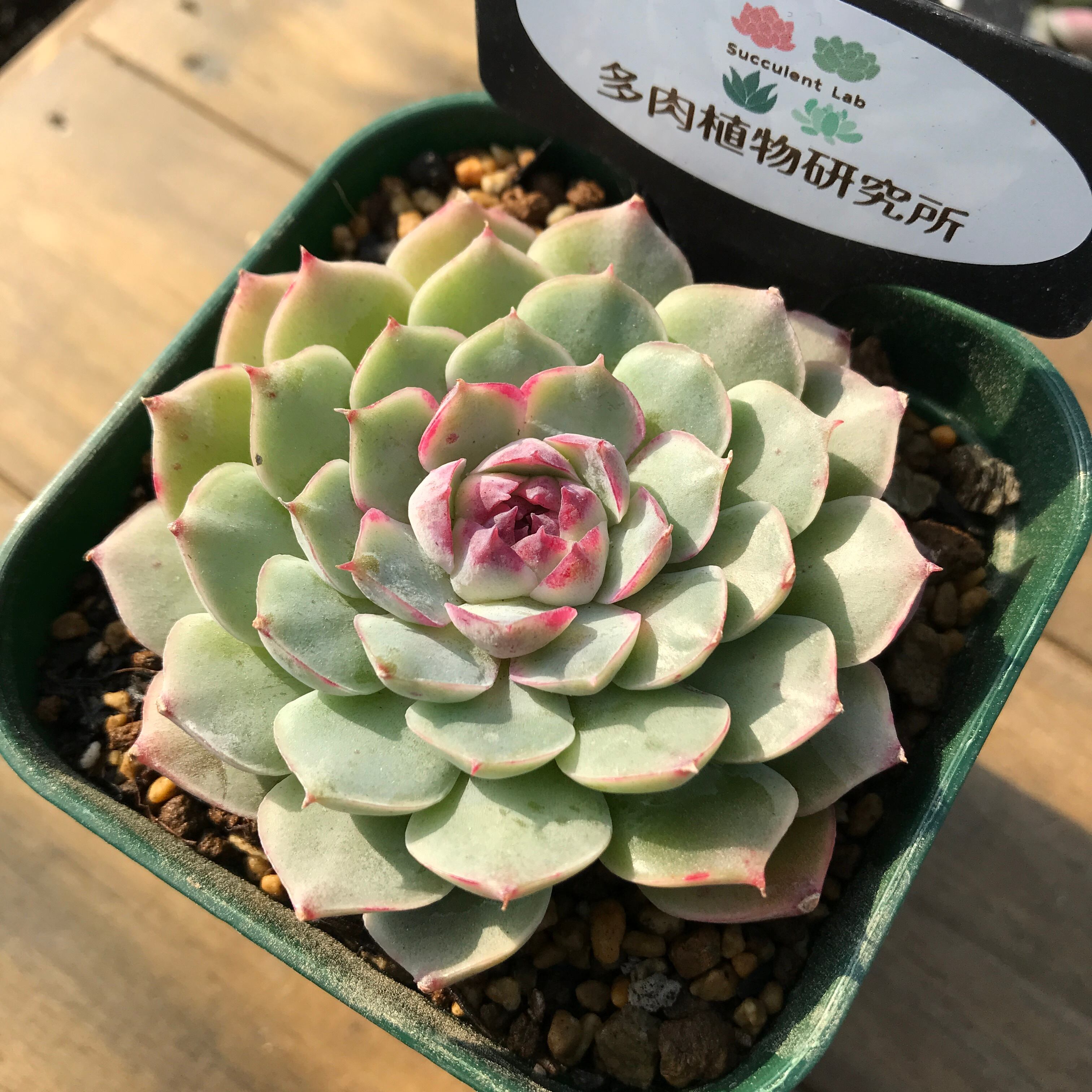 現物商品 シャルルローズ Echeveria Charlesrose 輸入苗 多肉植物研究所