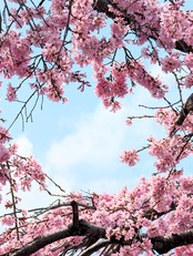 【mino様専用】クリソベリル  Ambatondrazaka, Madagascar　 AS96100421