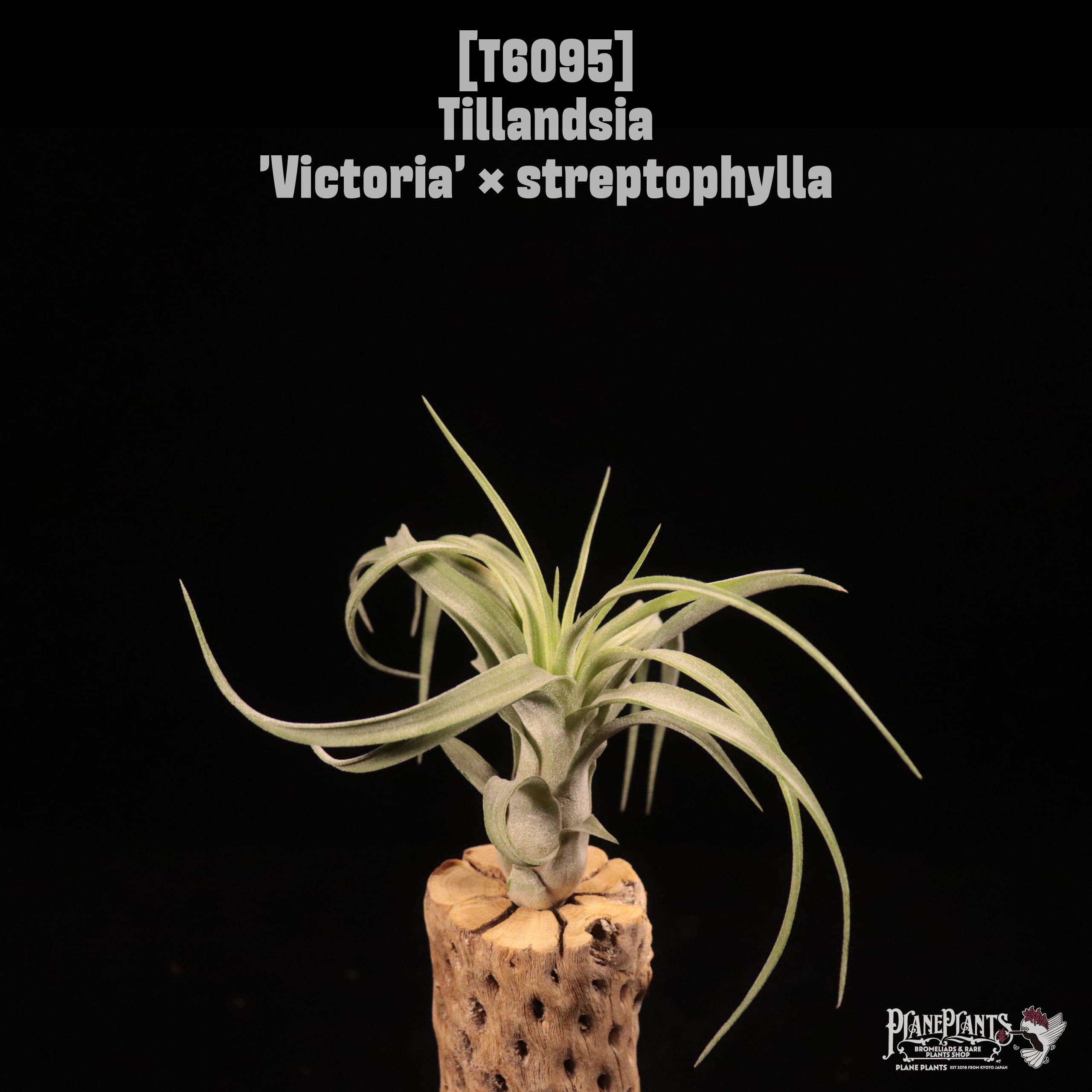 Tillandsia 'Victoria' × streptophylla〔ティランジア〕T6095