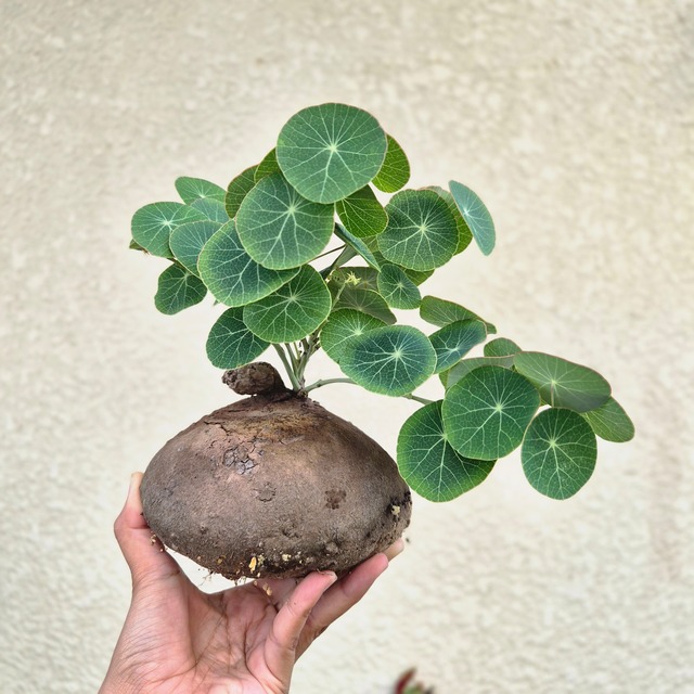♡特大 14cm♡〚ステファニア エレクタ〛Stephania Erecta / ステファニアピエレイ 塊根植物 コーデックス 抜き苗 発芽済