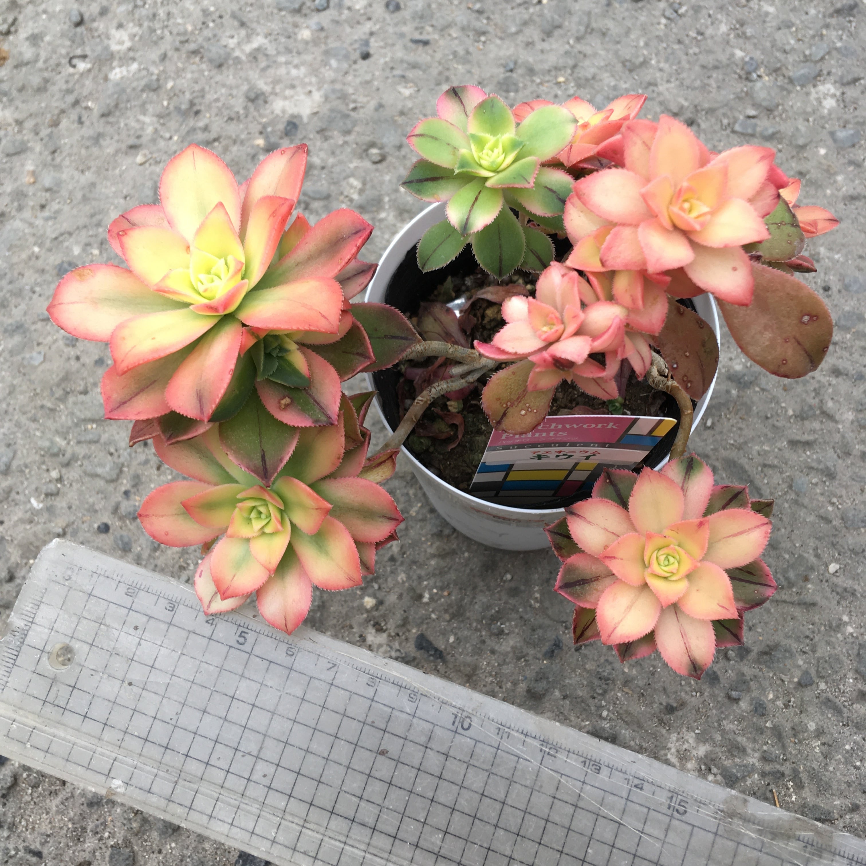 キウイ アエオニウム Rupo 多肉植物専門店