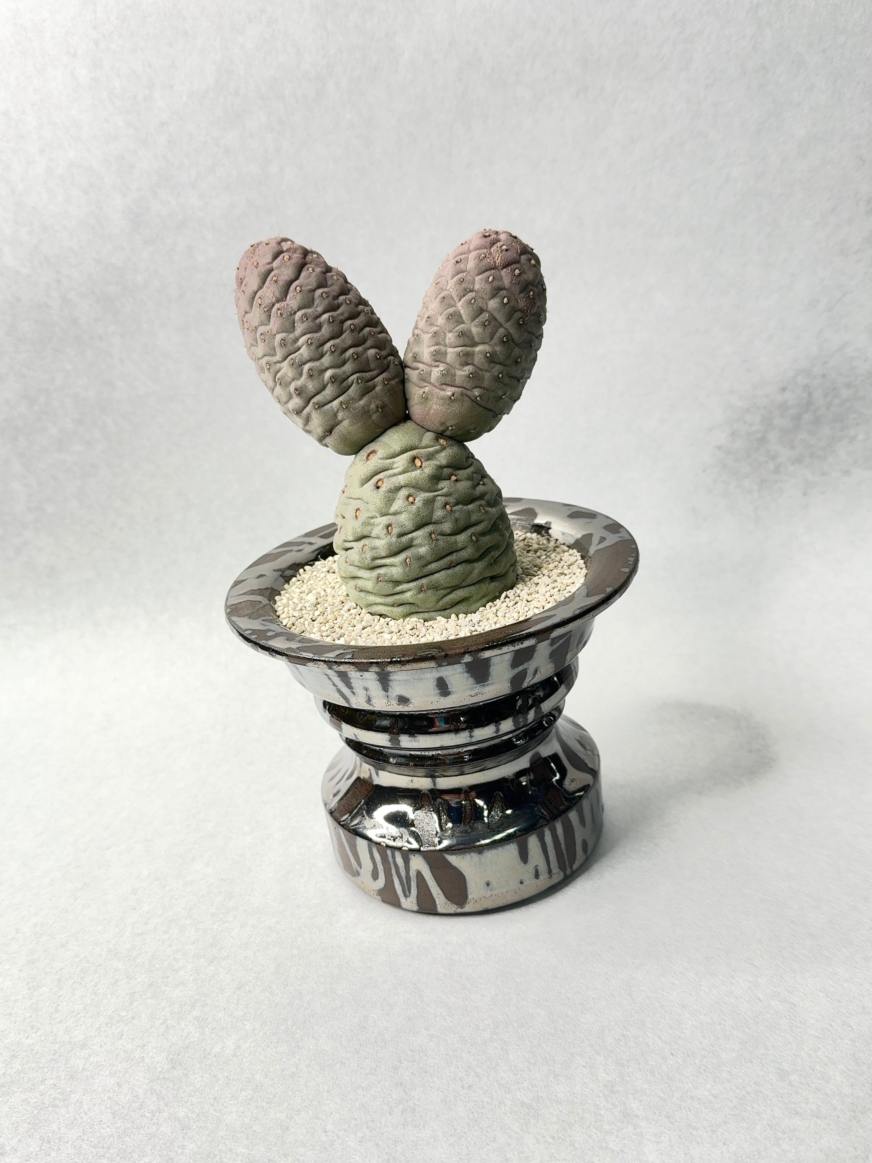 テフロカクタス・ゲオメトリクス | trigger