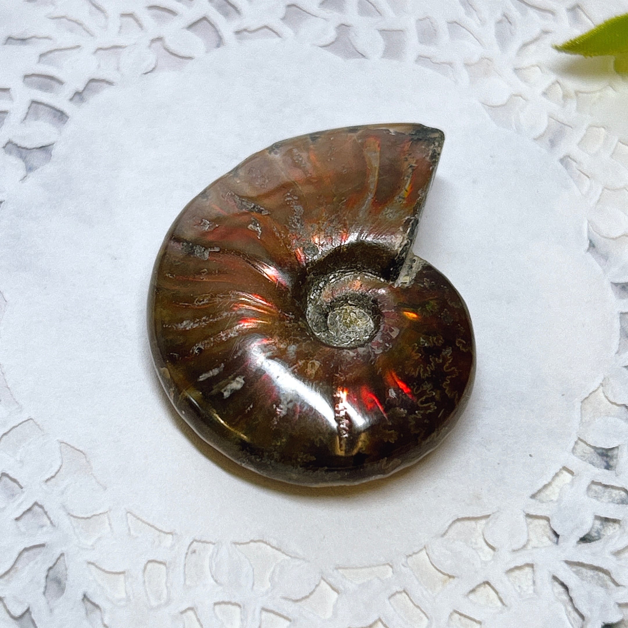 化石]アンモナイト（菊石） | クリスタル・ワールド御徒町店