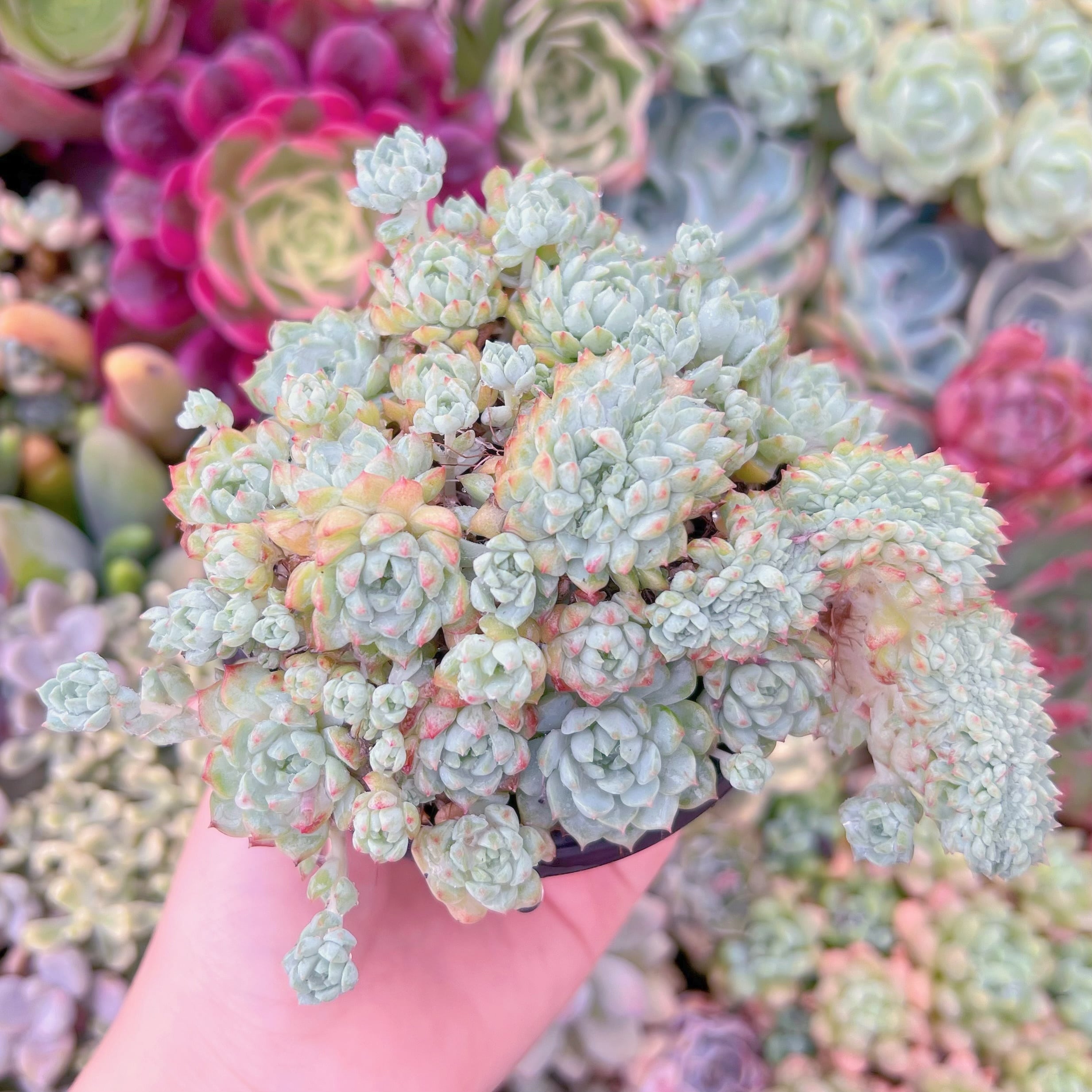 現品　ピンクベリー#F097　るる農園