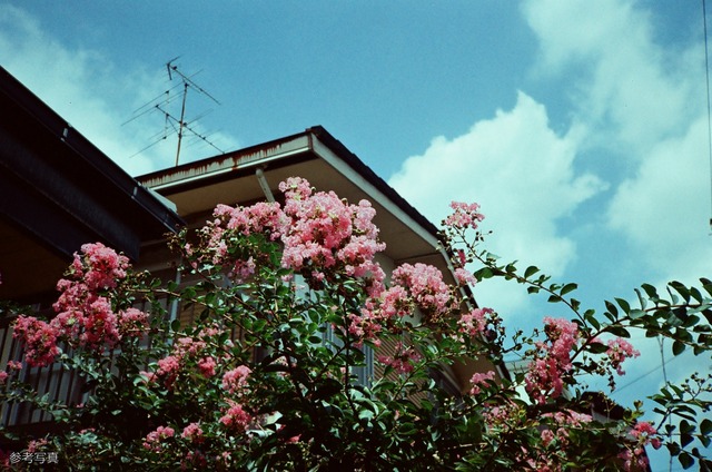 Konica C35 flash matic ホワイト×オレンジライン