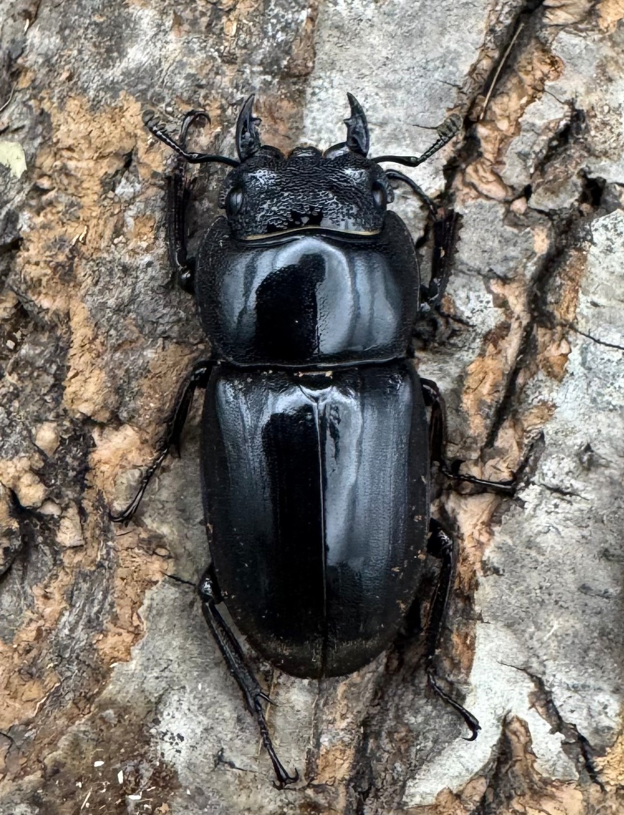 【WD】《西ペレンオオヒラタ(スラウェシオオヒラタクワガタ) 80mm ペア》