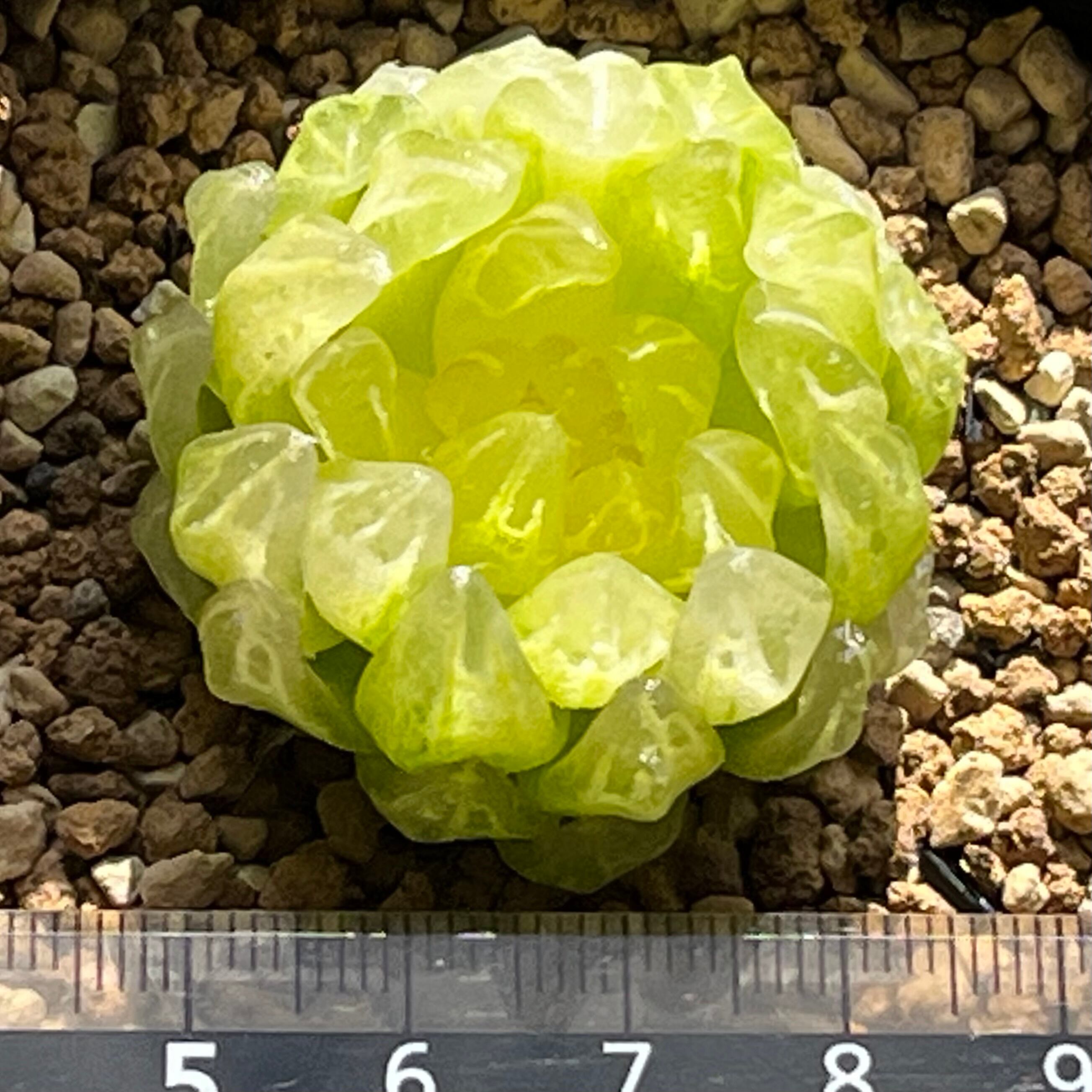 専用 ハオルチア 太陽の恋人(微発根) ハオルチア 太陽の恋人(微発根) | mocono_plants