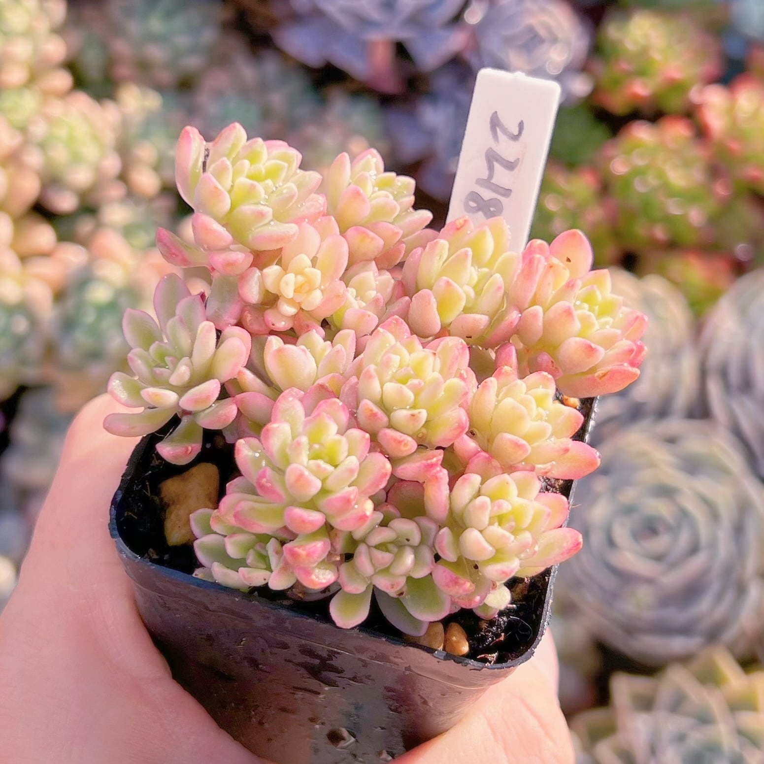 現品 ジョイスタロック錦#2218 るる農園 | るる農園~多肉植物専門