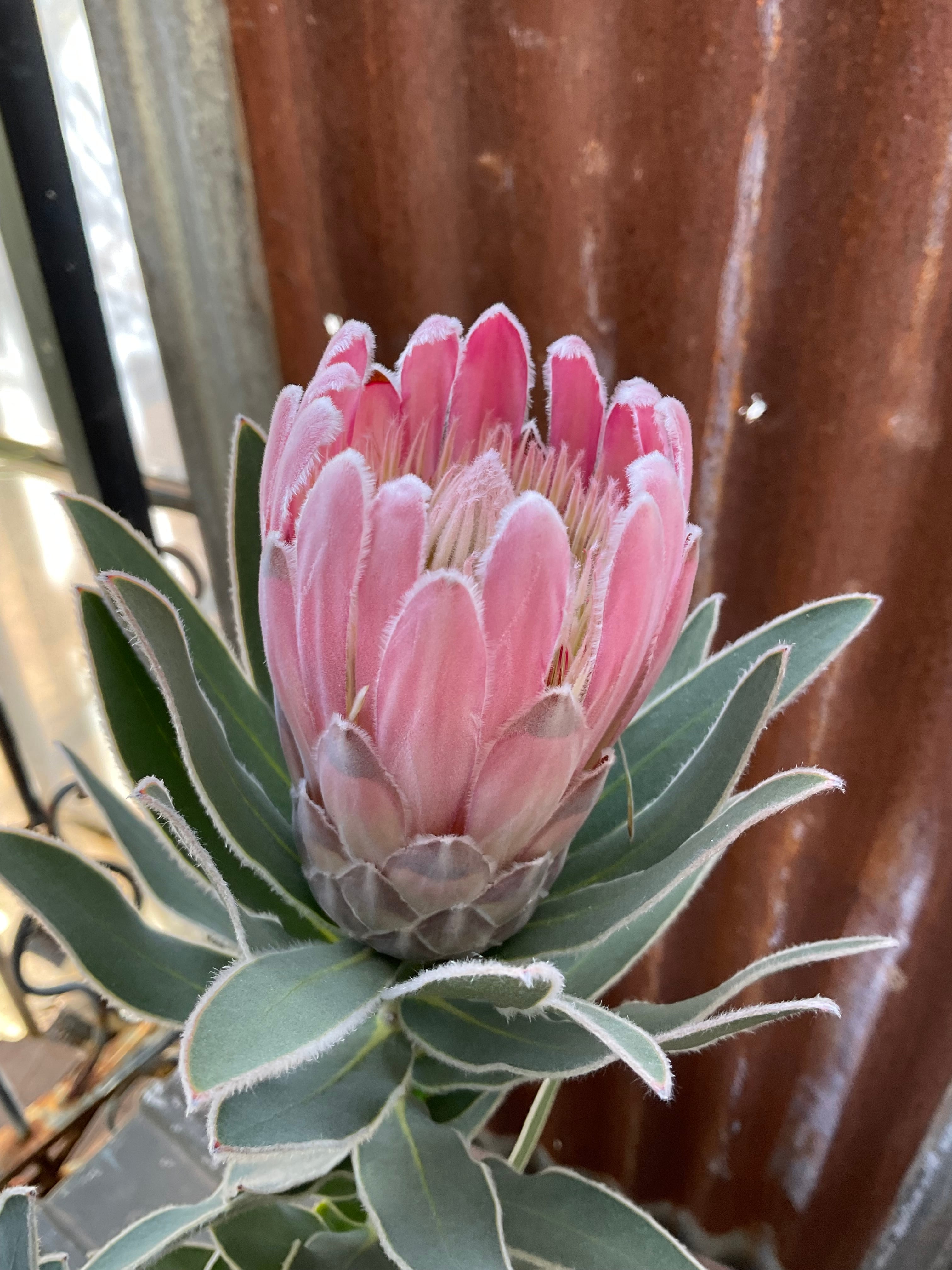 プロテア ピンクパール 3F | 沼ノ上農園