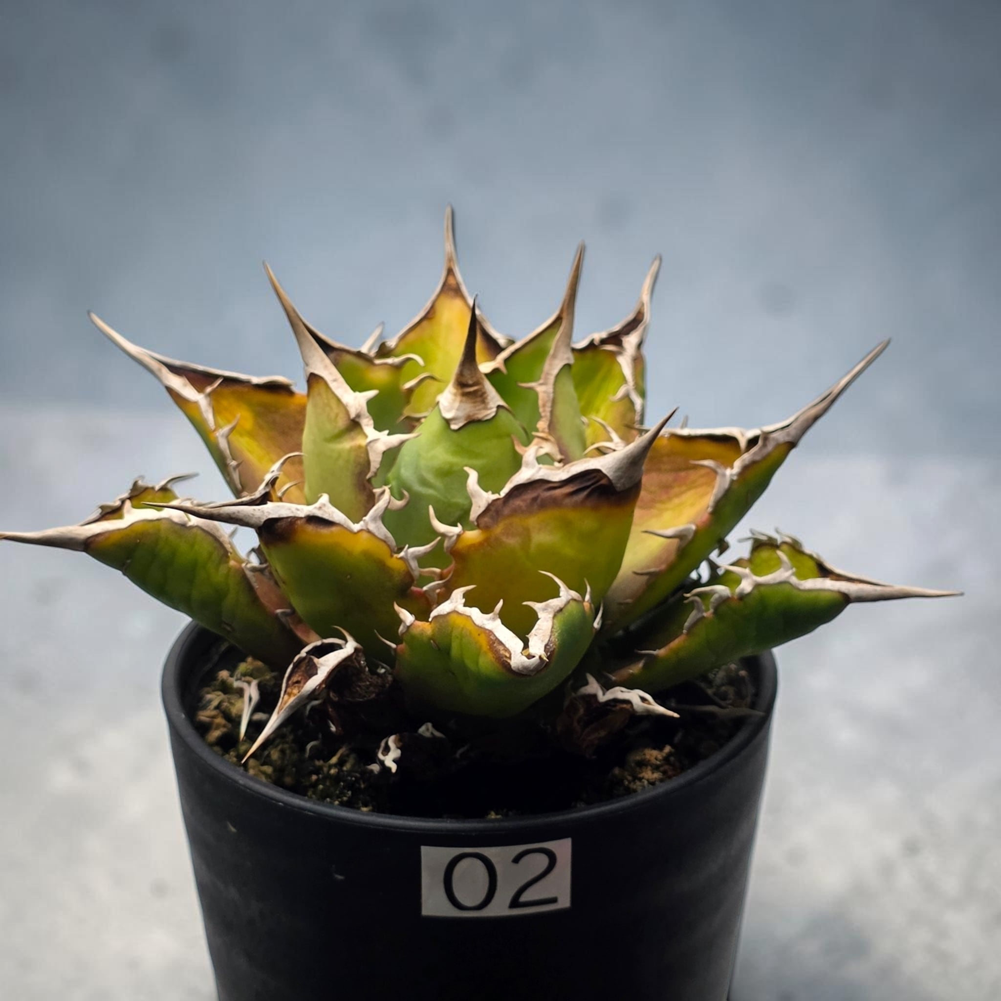 アガベ チタノタ 宝珠 (Agave titanota 'Baozhu') | BRIDGE GARDEN