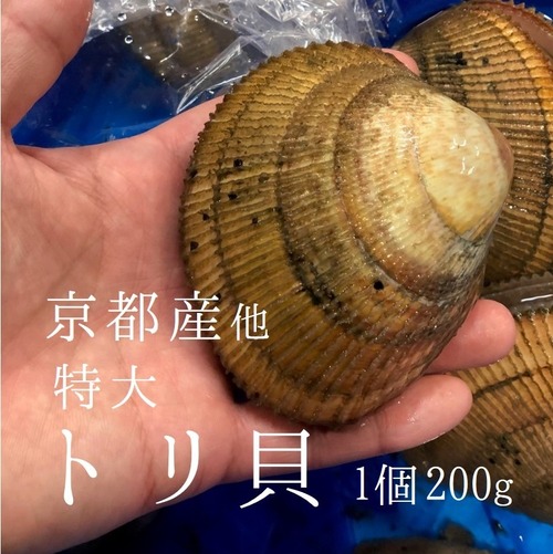 特大トリ貝 1個辺り150-200gサイズ 京都産養殖 鳥貝【養殖丹後とり貝 x1個】冷蔵 豊洲市場