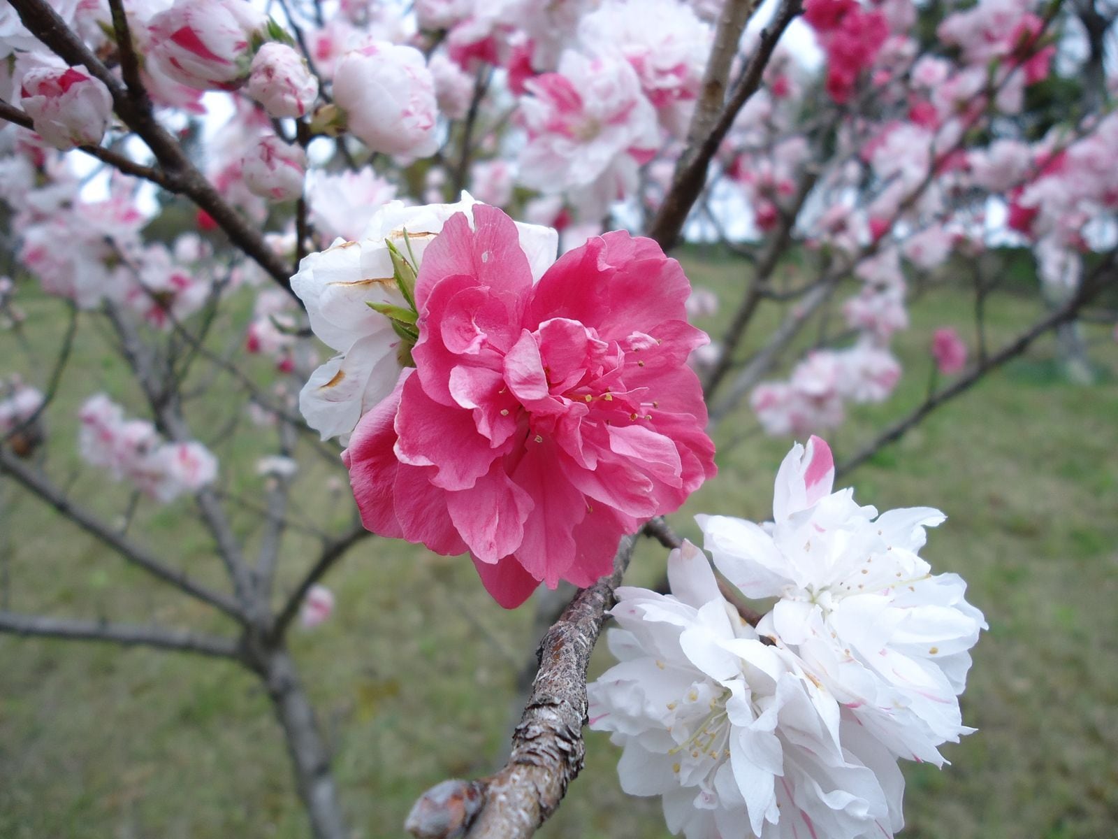 水引花桃ストラップ | 紙単衣 - kamihitoe - | 水引アクセサリーと雑貨