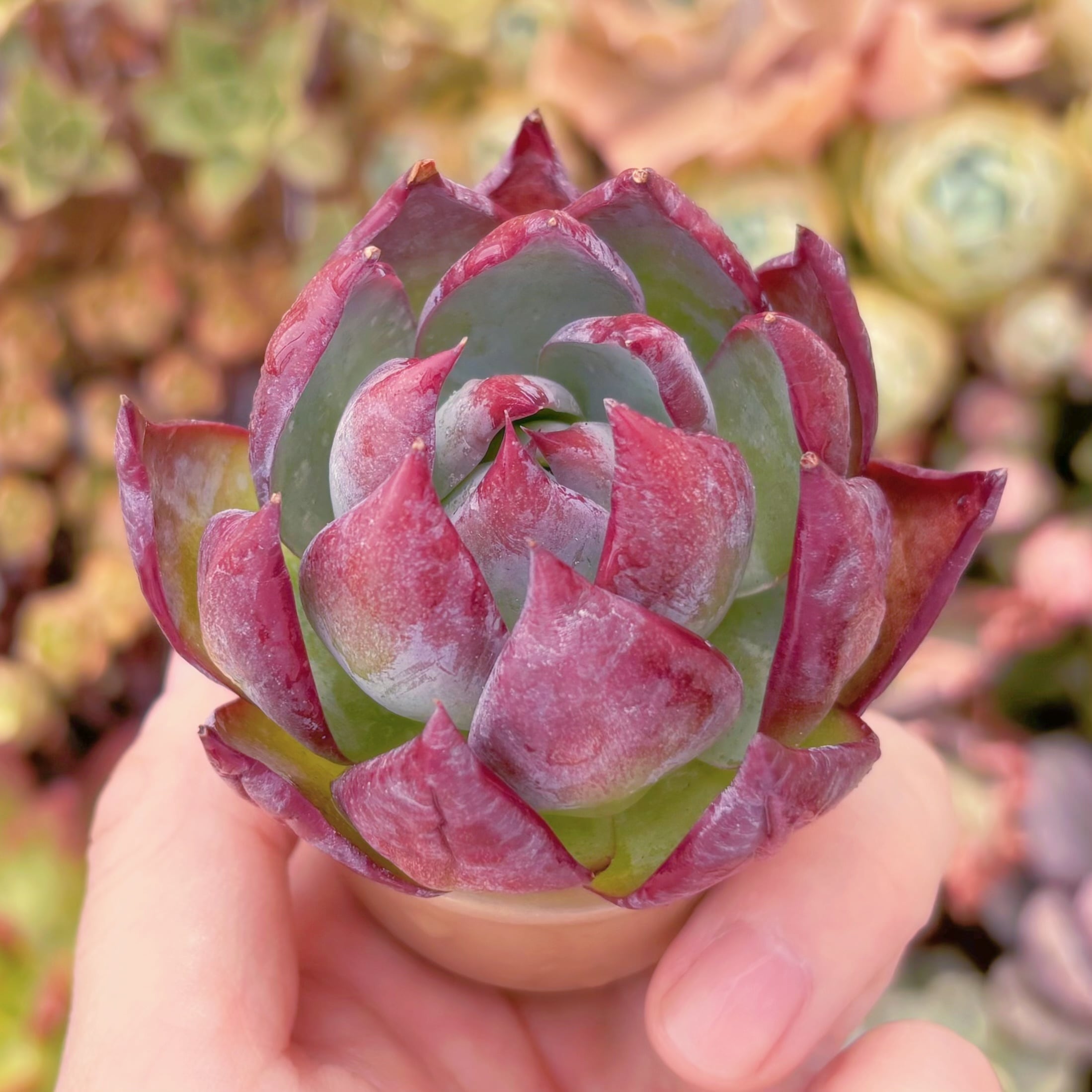 多肉植物 カシオ(中) 新入荷 るる農園 | るる農園~多肉植物専門