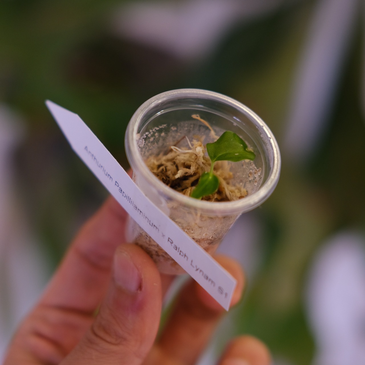 Anthurium Papillilaminum Guna Yala × Ralph Lynam S1 ‘Dwane’｜実生アンスリウム｜観葉植物