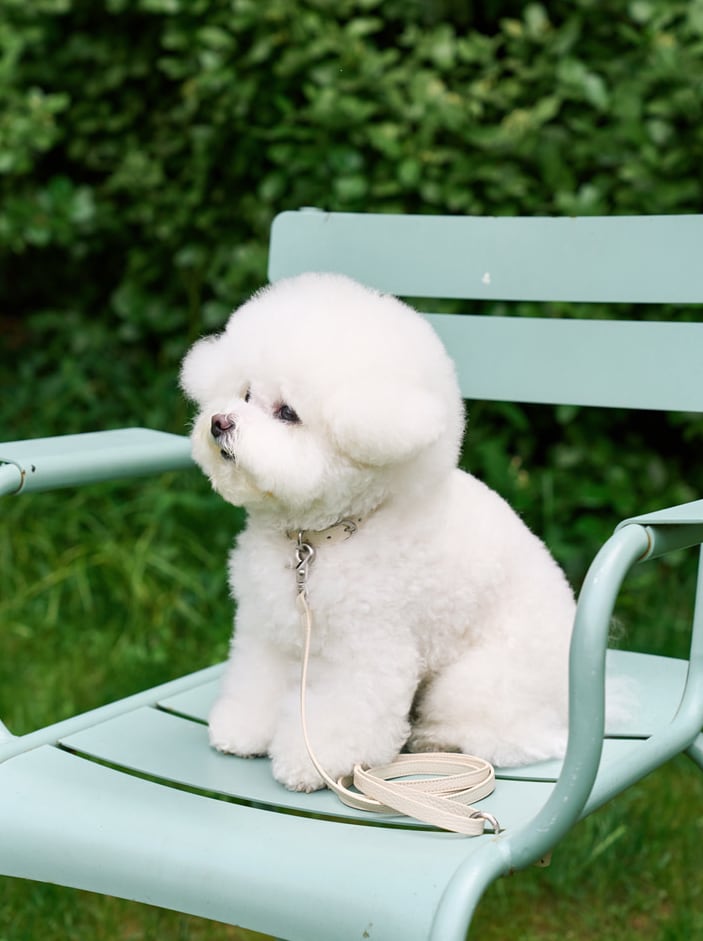 即納【stroll】Lumiere Leash (MilkTea)