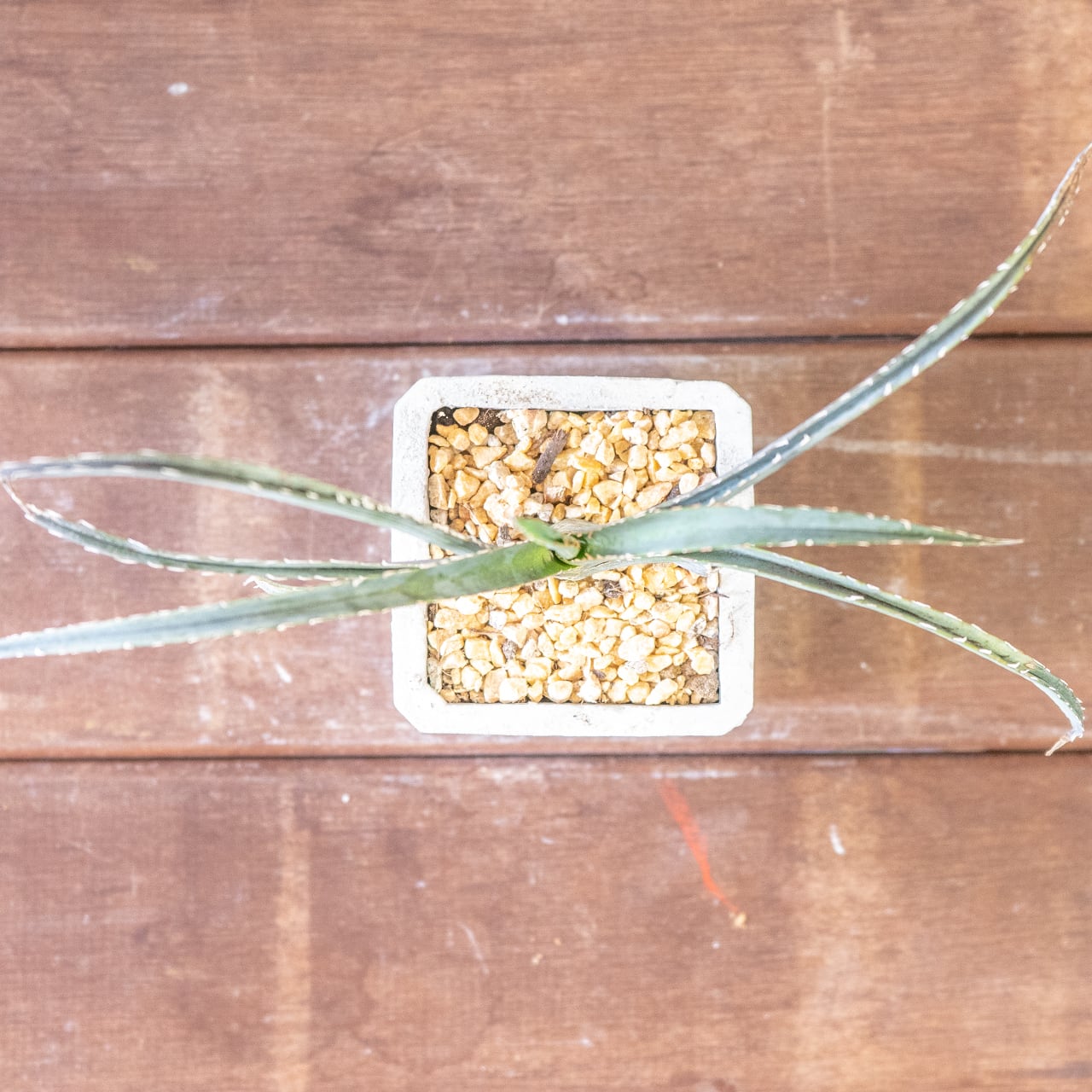 緩やかにカーブを描き放射状に伸びる葉が美しいキシロアカンサ。一株ごとの厳選仕入れだからこそ出会える、均整の取れた極上のシルエット。｜虫発生抑制｜送料全国一律850円