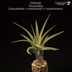 【送料無料】(chiapensis × concolor) × vanhyningii〔エアプランツ〕現品発送T3678