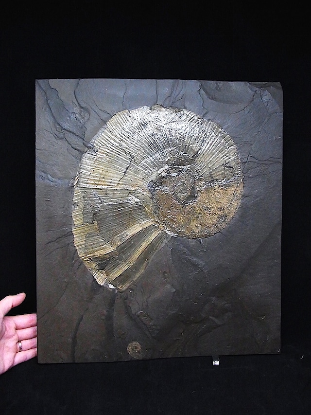 【 化石 】アンモナイト リトセラス Lytoceras 博物館級 特大頁岩プレート ドイツ ホルツマーデン産
