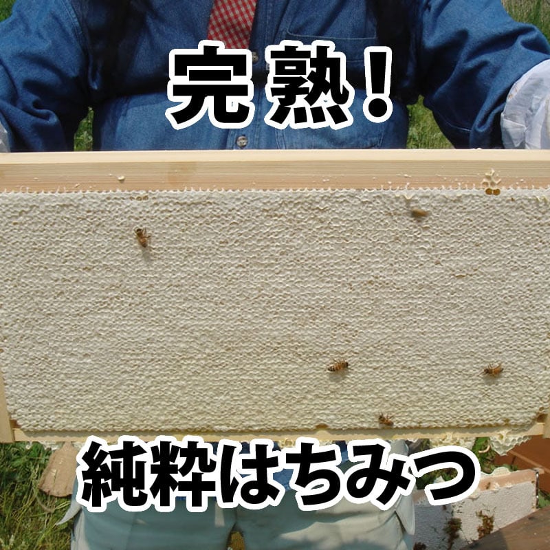 レンゲ蜂蜜【2.4kg】 | 鈴木養蜂場 はちみつ家
