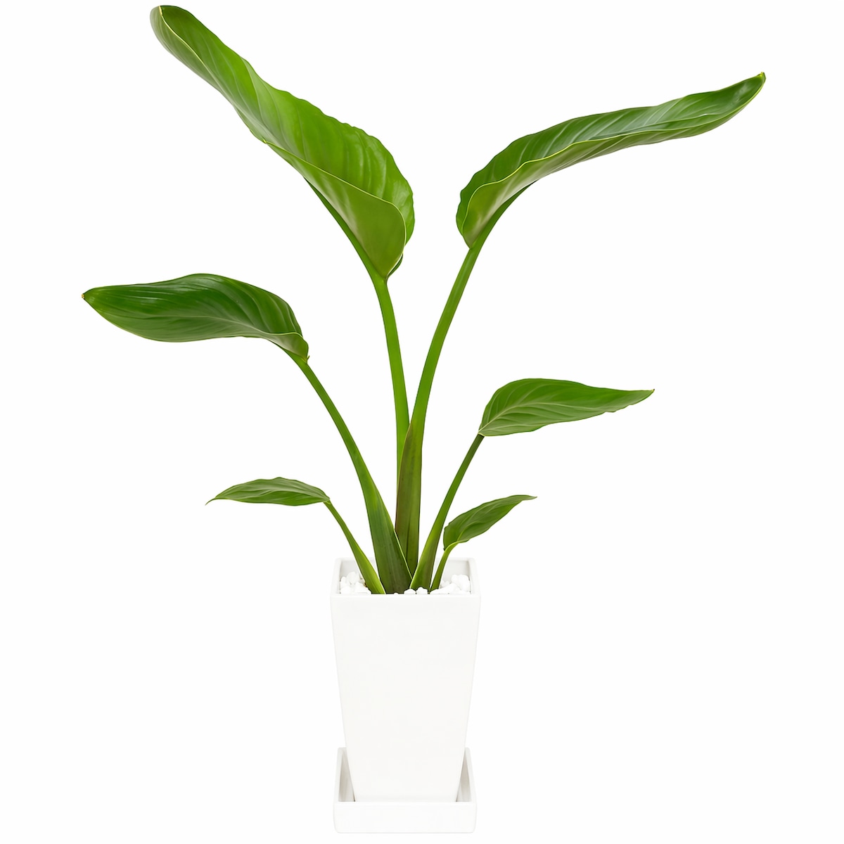 南国の観葉植物ストレリチア 5号 陶器鉢 | インテリアグリーンショップ