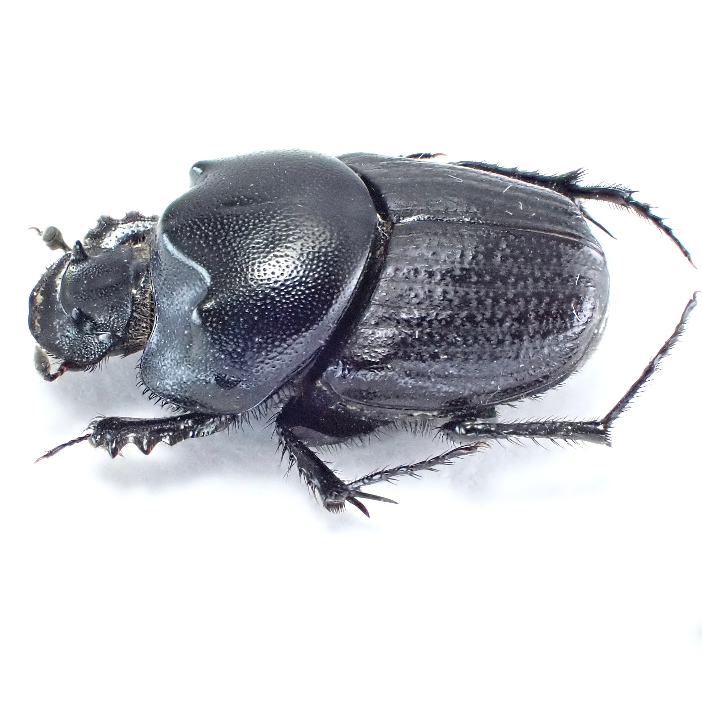 ウズベキスタン産 Onthophagus amyntas ♂♀ 12mm/11mm XL | 昆虫標本