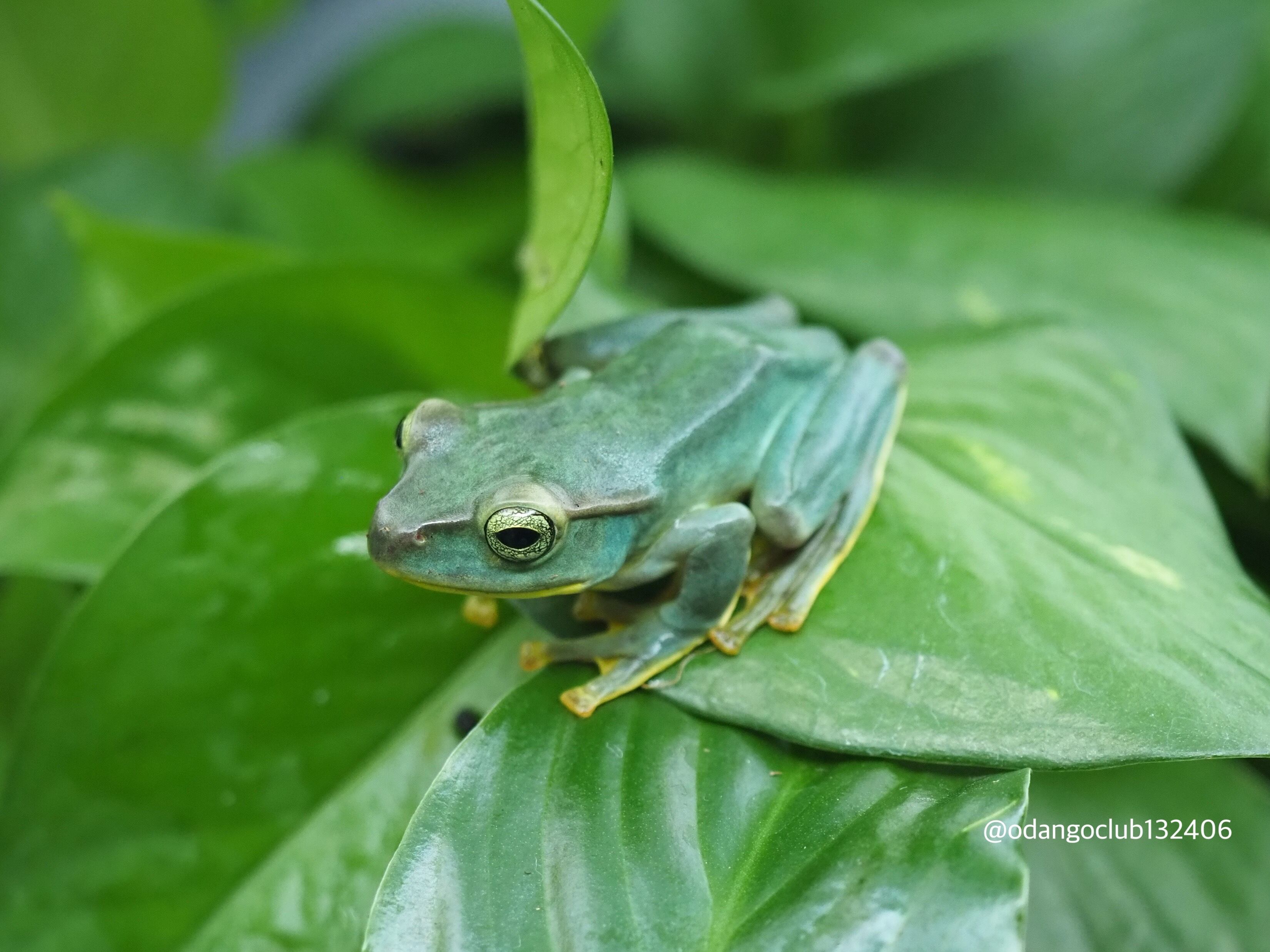 パワーズフクラガエル 1匹 カエル | おだんごくらぶ