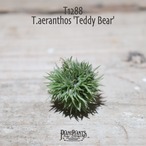 【送料無料】aeranthos 'Teddy Bear'〔エアプランツ〕現品発送T1288