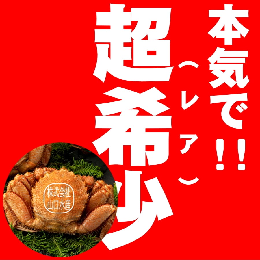 山口水産　匠の極上仕上げ　１尾７００グラム前後　【ボイル・冷凍・個数色々選択できます】