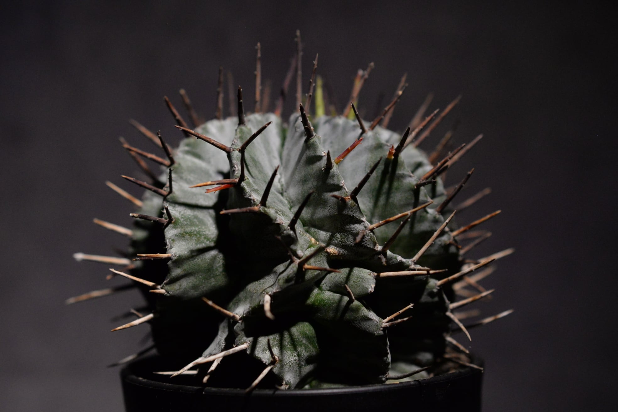 ユーフォルビア ホリダ マジョール | N collect plants