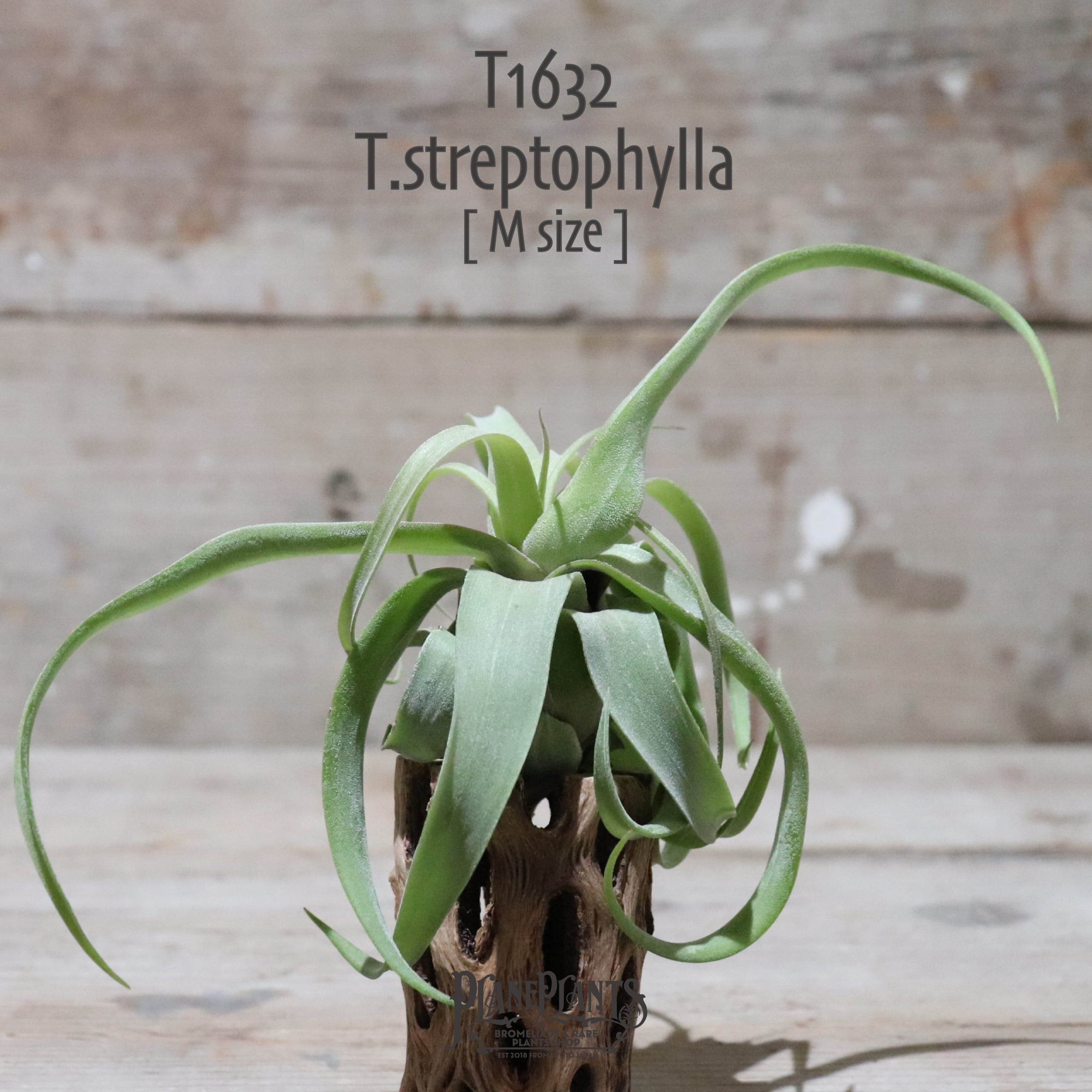 送料無料】ストレプトフィラ M〔エアプランツ〕現品発送T1632 | plane