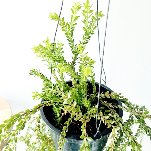 フペルジア シダ植物 観葉植物 calm cafe
