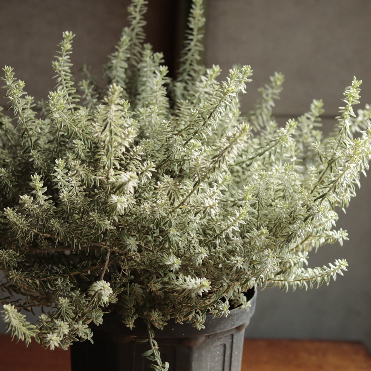 ウエストリンギアスモーキーホワイトとユーカリアルビダ苗木2種セット