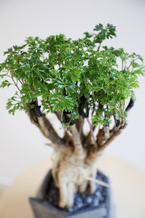 【M】ポリシャス パーセリー/Polyscias