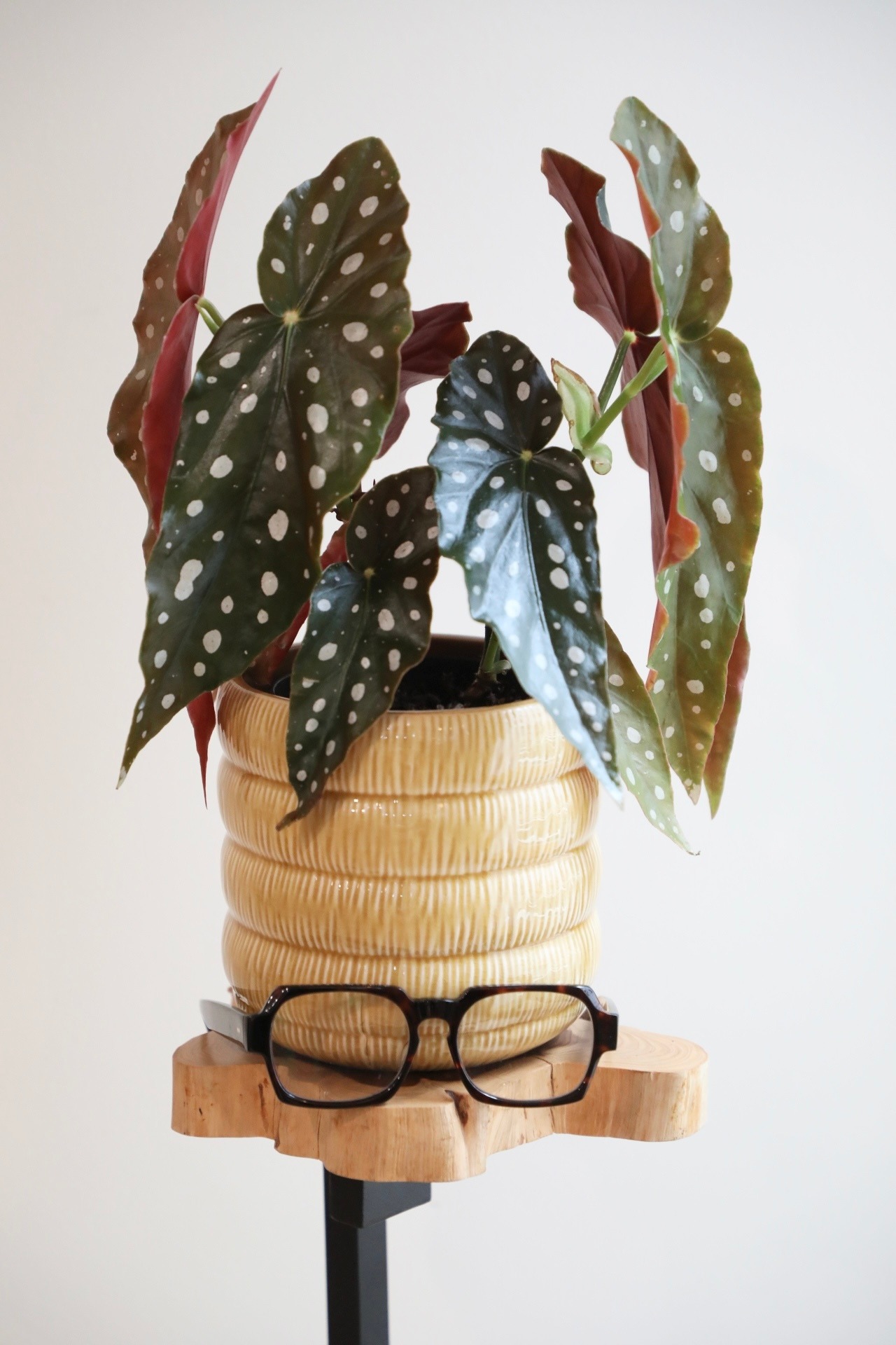 【M】ベゴニア マクラータ/Begonia ※陶器鉢カバー付き