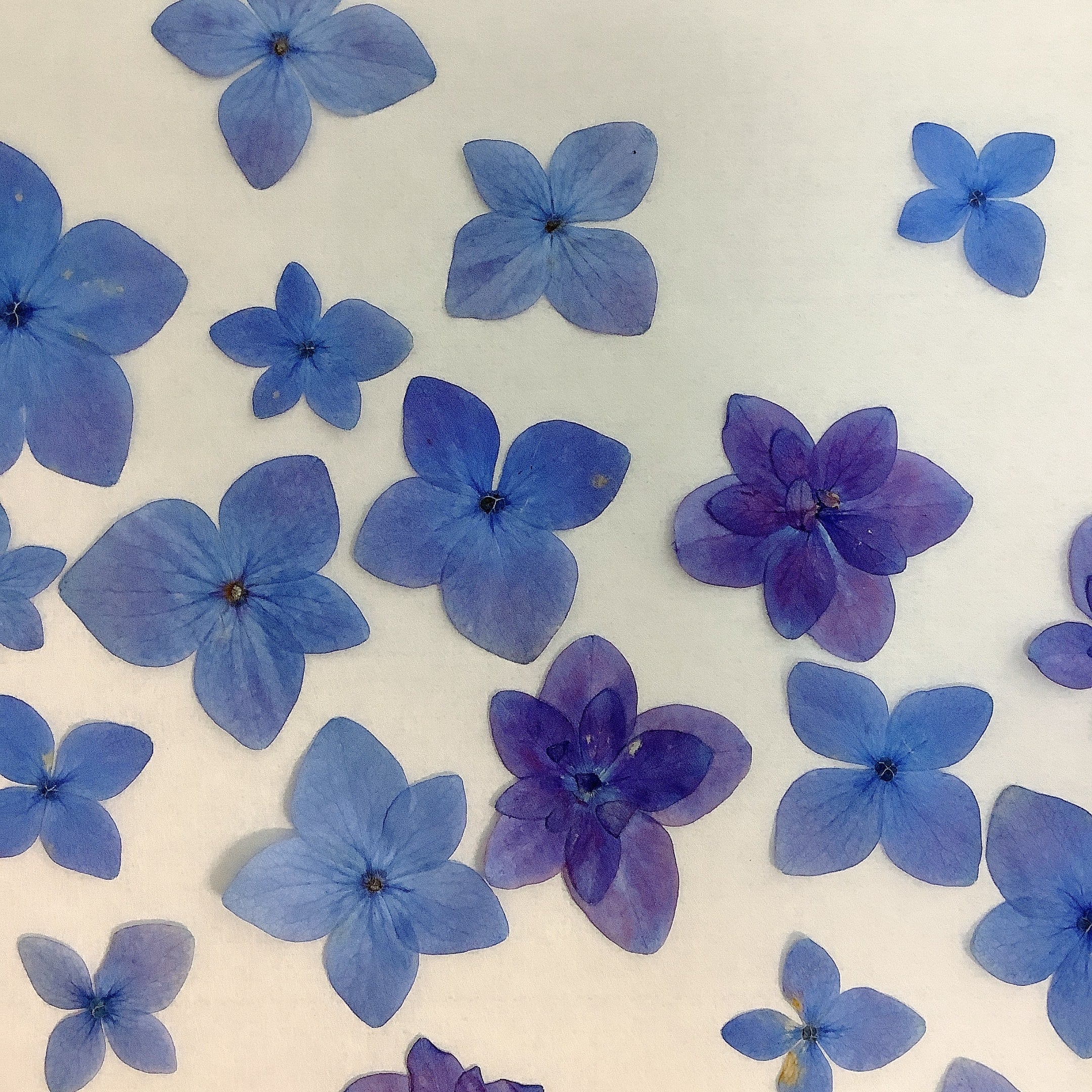 via押し花さま 専用 押し花 押し花MIX 約33枚 アソートセット ドライ