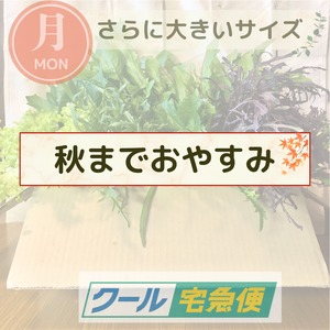 【秋までおやすみ】＜クール便・月曜日発送＞【さらに大きいサイズ】季節のお野菜セット