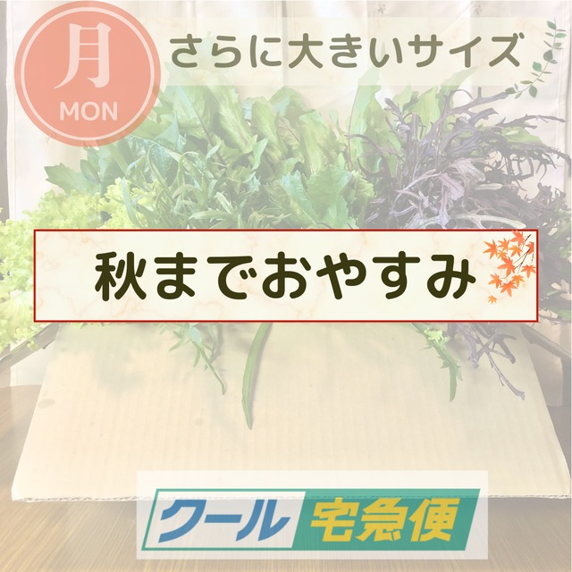 【秋までおやすみ】＜クール便・月曜日発送＞【さらに大きいサイズ】季節のお野菜セット