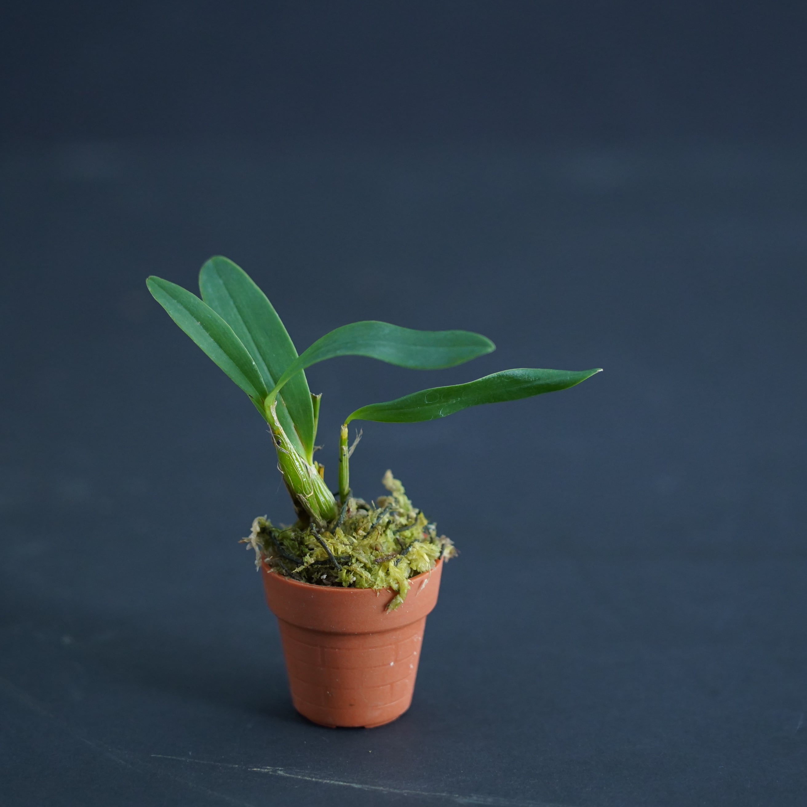 Den.kingianum 月光【着生ラン】苔テラリウム用ミニミニポット | 苔