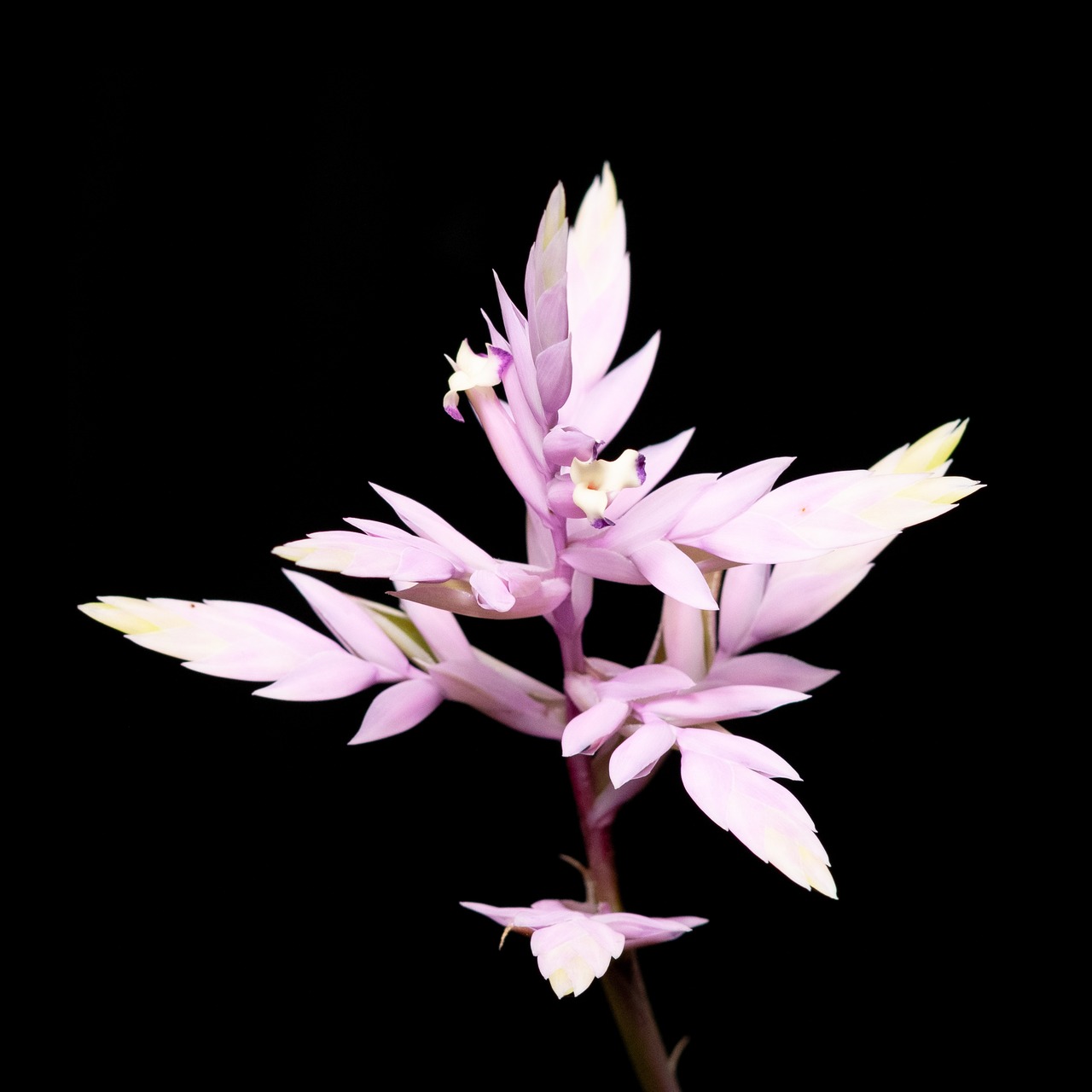 Tillandsia cacticola 'Splendid' - 5