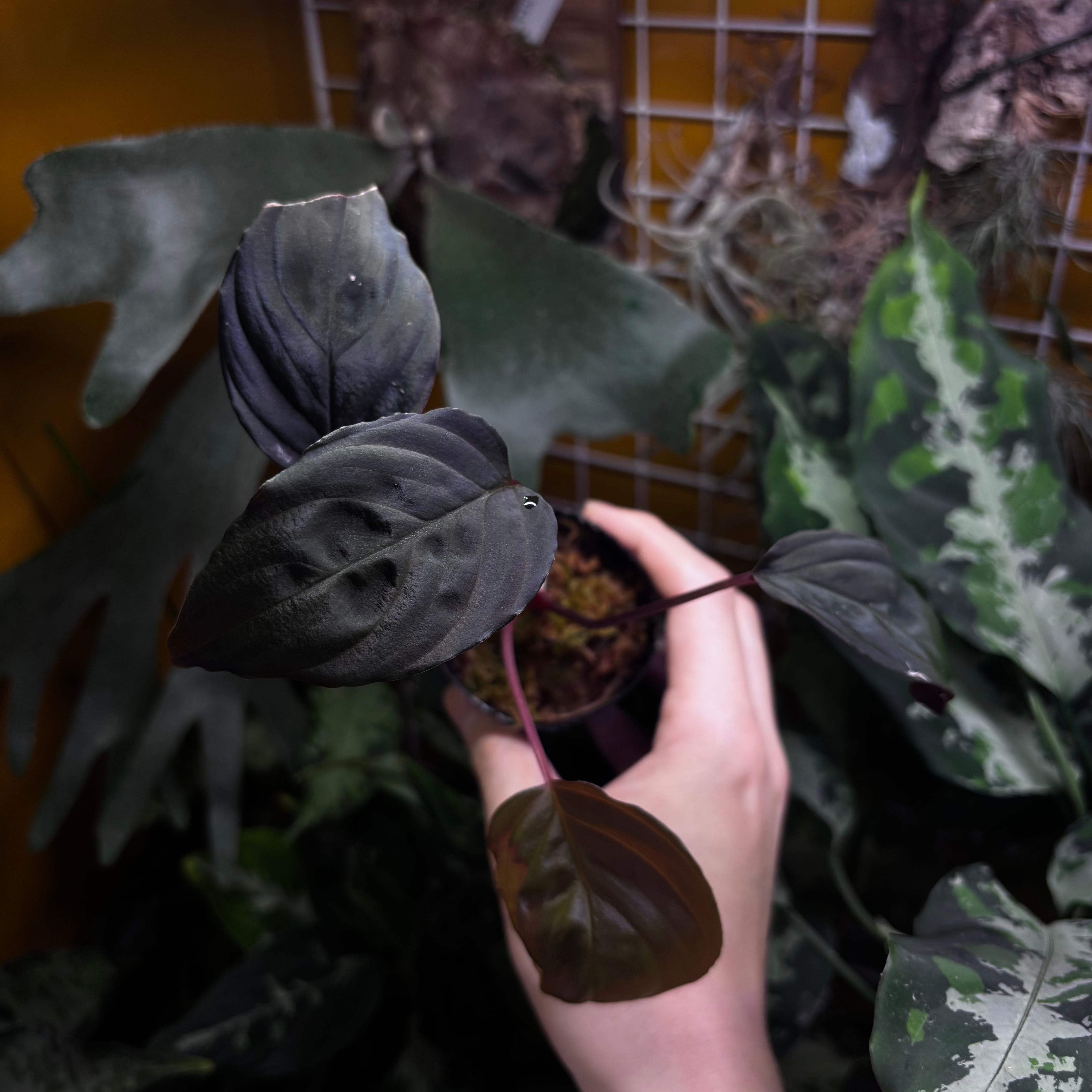さ*ま様 Homalomena 複数株セット Homalomena sp. Sulawesi 【ZOE0925-3b】 | 熱帯雨林植物専門店 トイ吉園芸