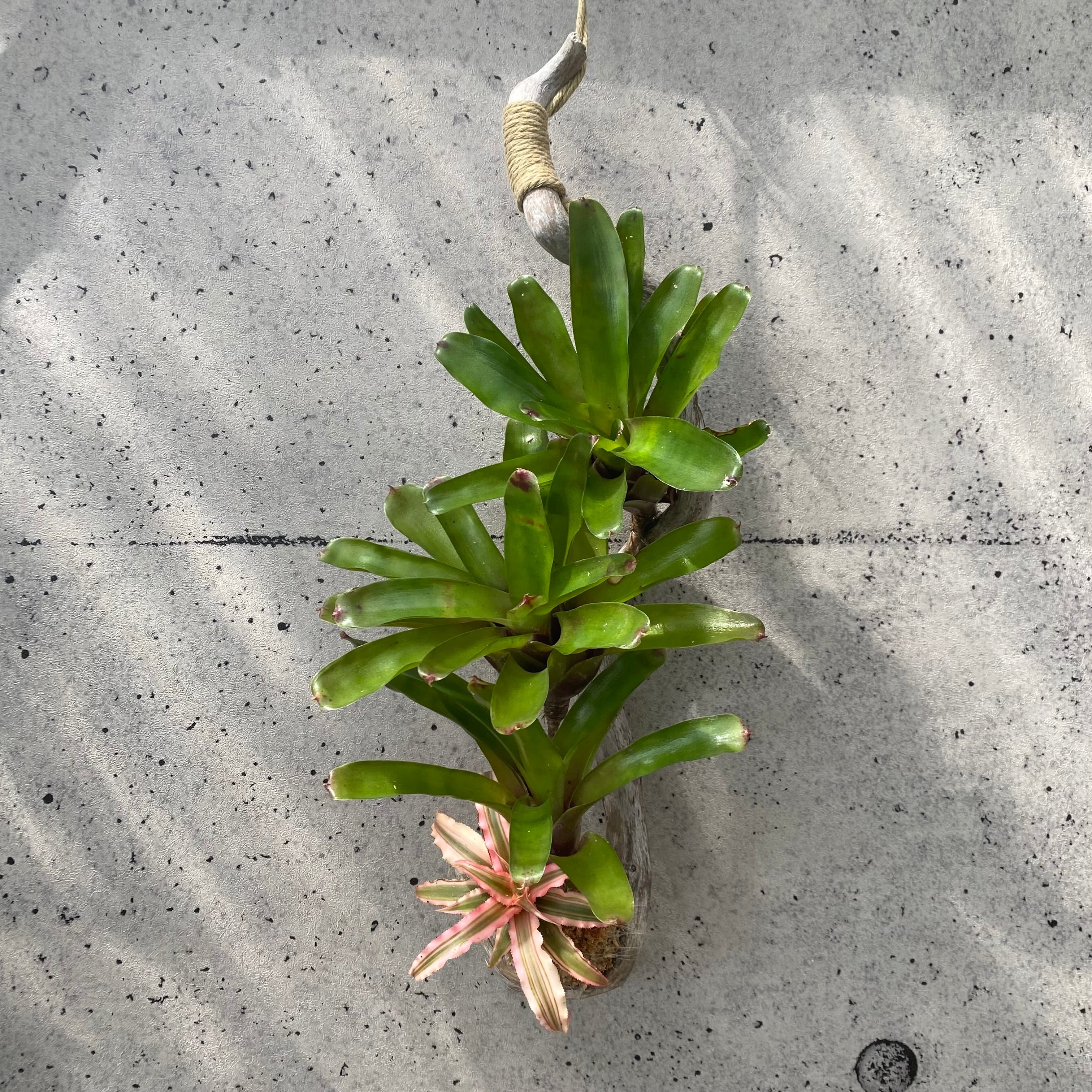 ネオレゲリア 流木付け仕立て | Planet Plants プラネットプランツ ネオレゲリア 流木付け仕立て | Planet Plants プラネットプランツ