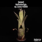 Hohenbergia sp. Leme #2203〔ホヘンベルギア〕H268