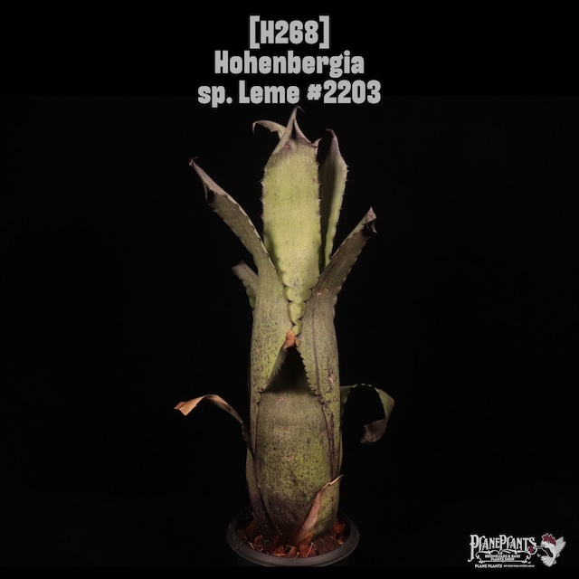 Hohenbergia 'The Babel'〔ホヘンベルギア〕H267