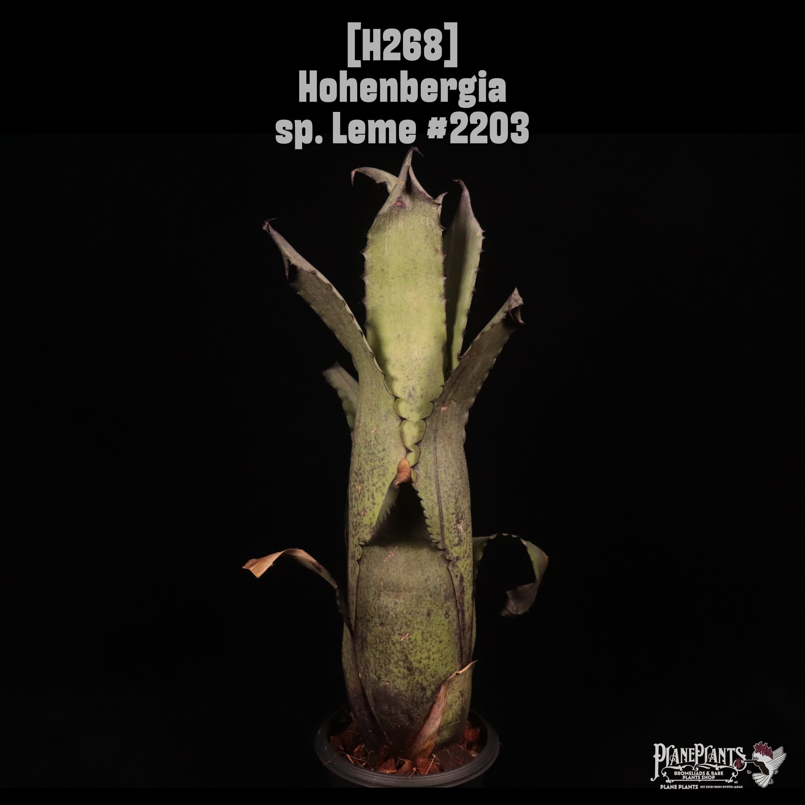 Hohenbergia sp. Leme #2203〔ホヘンベルギア〕H268